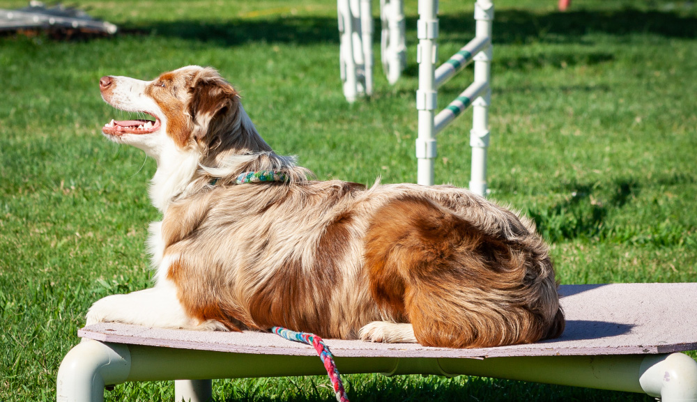 Ruby at Agility