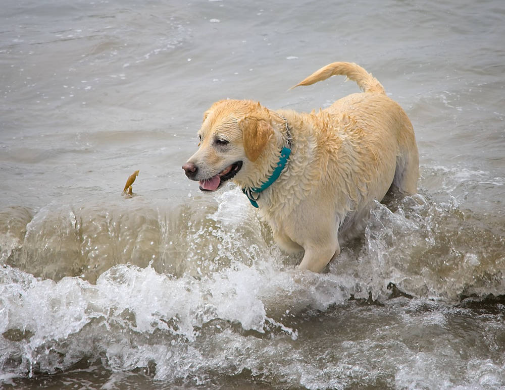 Annie in Aptos