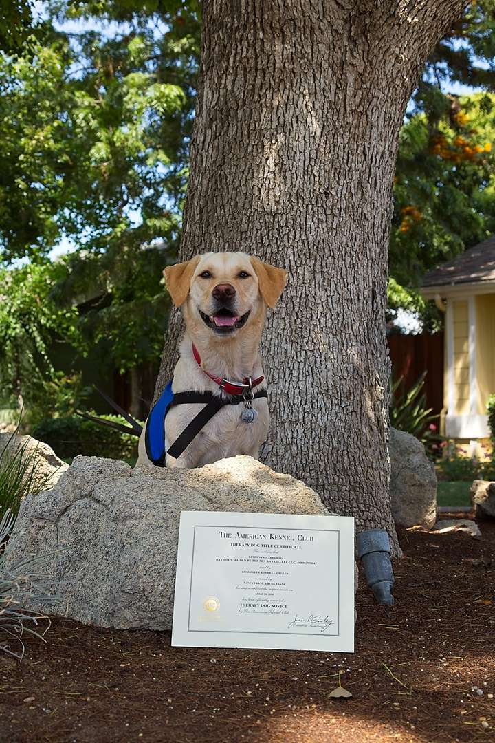 Annie and Therapy Dog Certificate