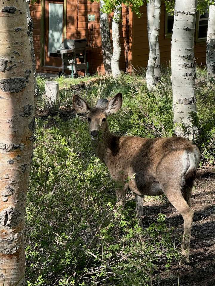 Deer