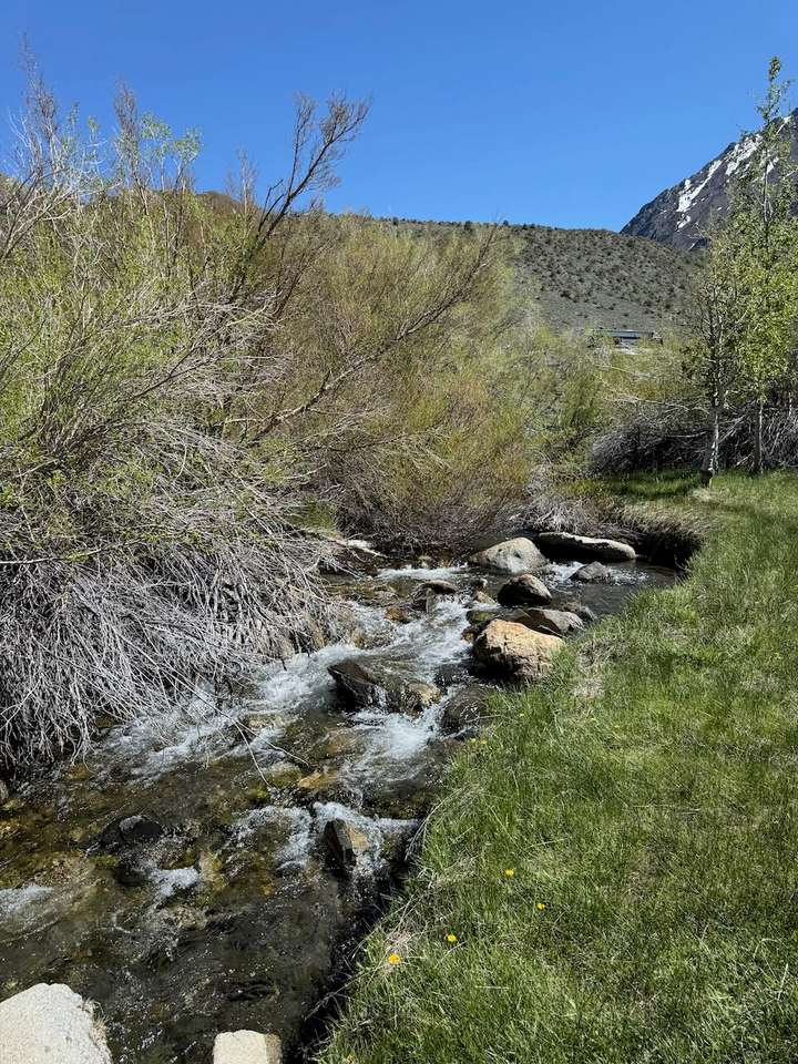 Meadow
