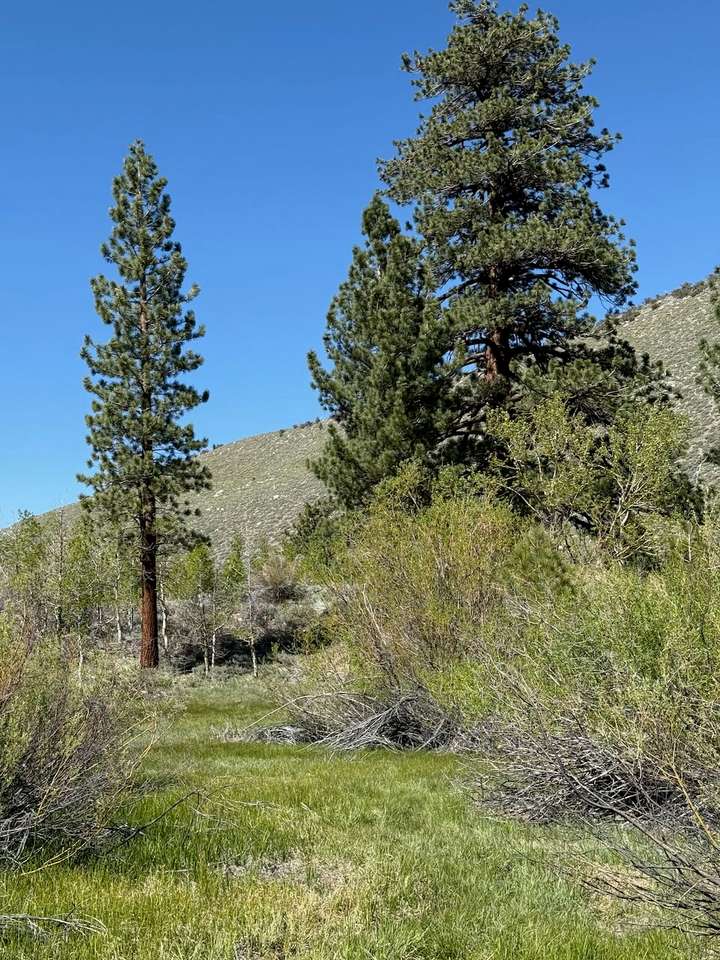 Meadow