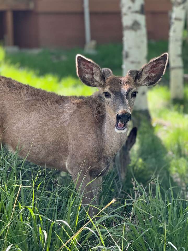 Deer