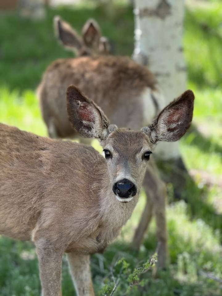 Deer