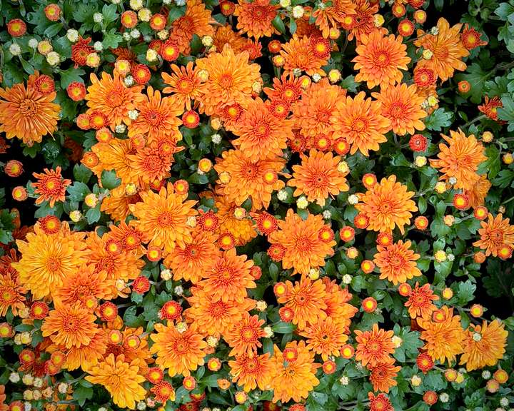 Fall Flowers