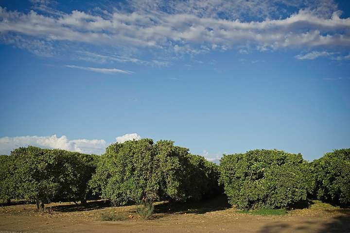 Orange Orchard