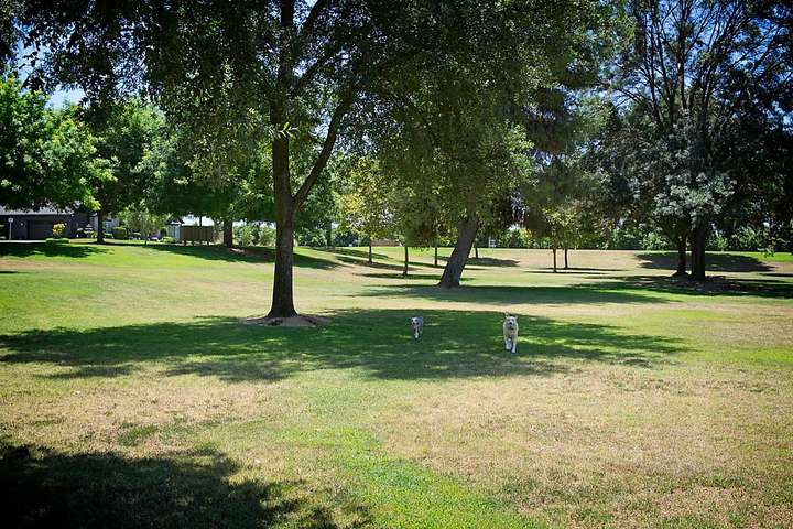 In the Park 1