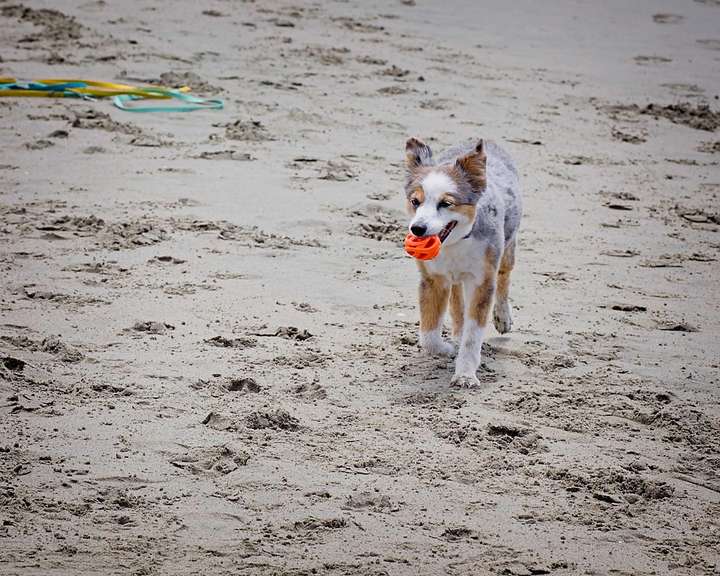 Skye with Ball