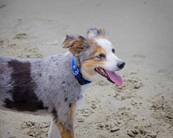 Skye at the Beach