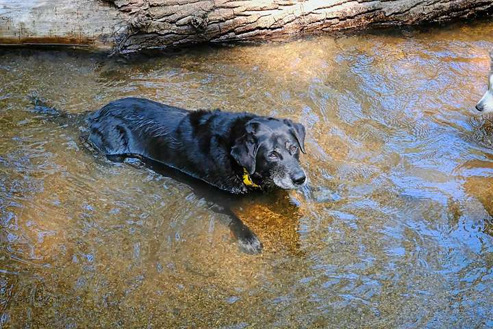 Gail Laying in the Stream