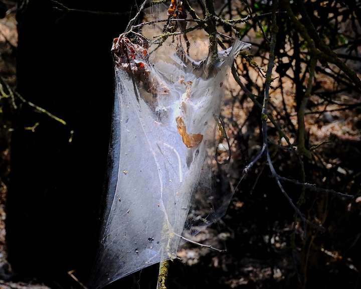 Huge Spider Web