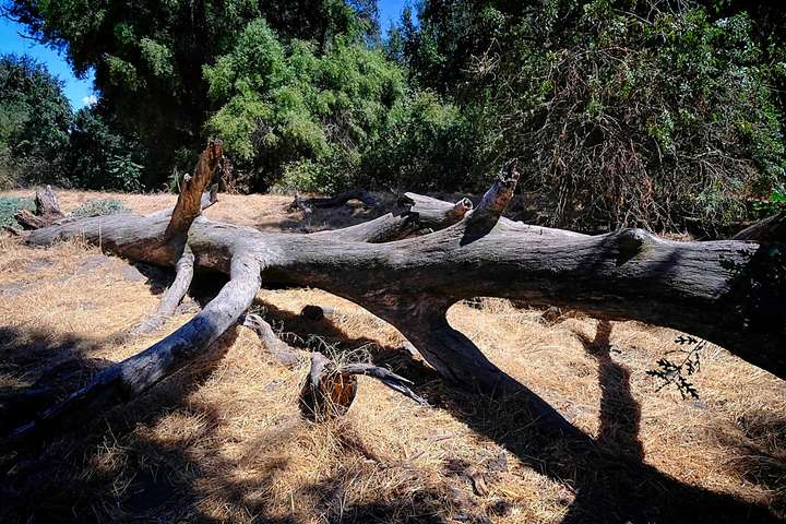 Kaweah Preserve 1