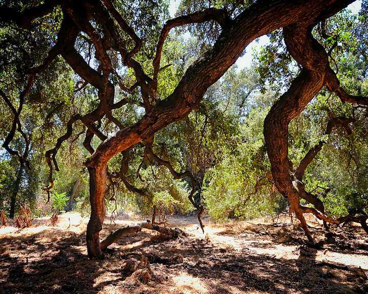 Kaweah Preserve 2